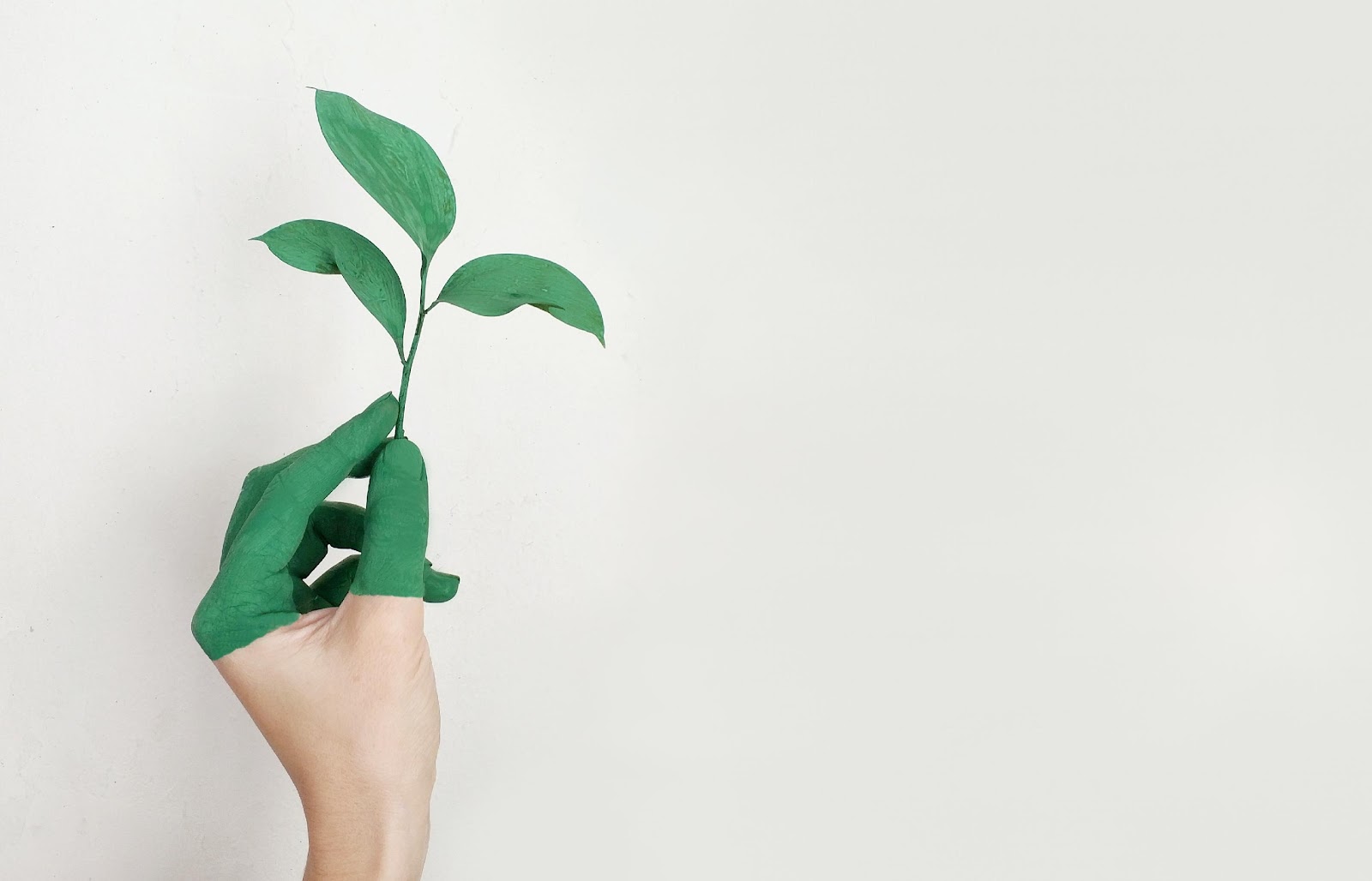 hand holding a green leaf